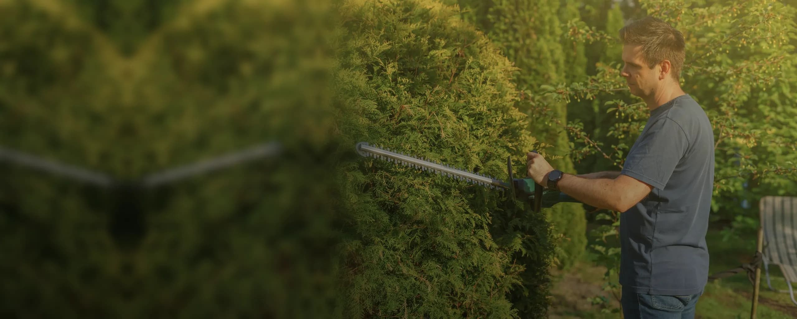 A gardener trimming a hedge with an electric hedge trimmer